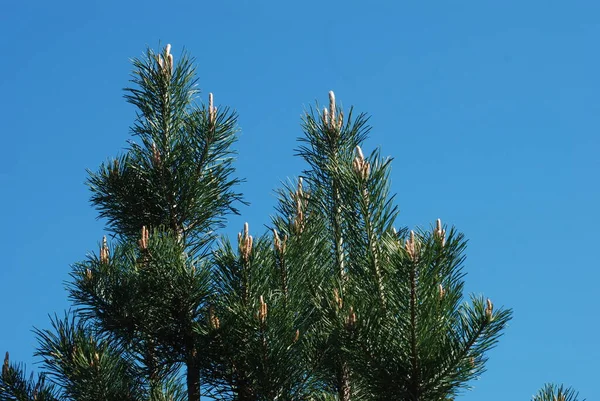 Pinus 소나무 속하는 침엽수 — 스톡 사진