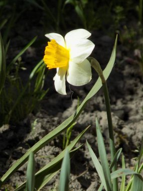  Narcissus, narcissus, marcis (Narcissus)                                      