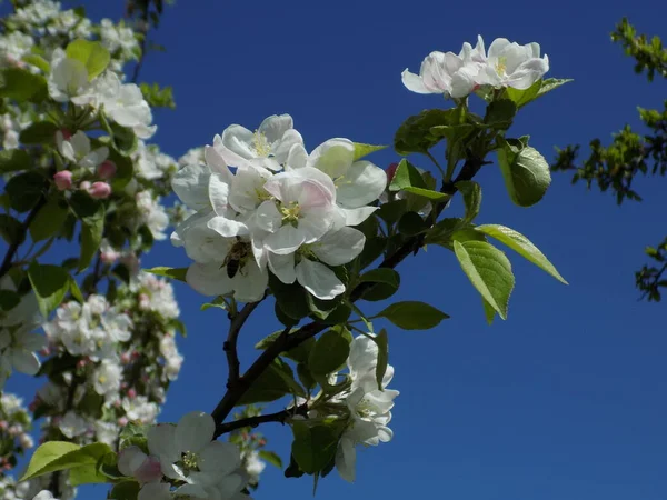 Весняна Квітуча Яблуня — стокове фото