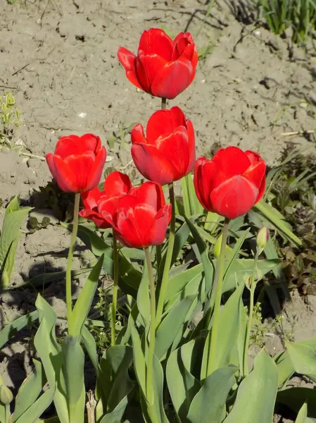 Тюльпаны Tulipa Род Многолетних Растений Семейства Лилий — стоковое фото
