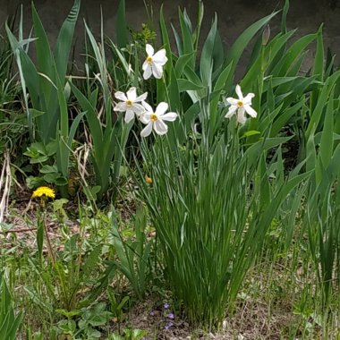  Narcissus, narcissus, marcis (Narcissus)          