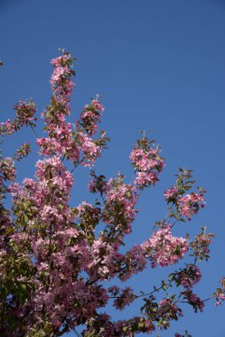 Bahar çiçekli elma ağacı