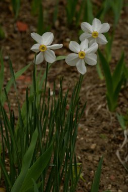  Narcissus, narcissus, marcis (Narcissus)          