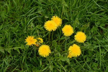  Sıradan karahindiba (Latin Lentodon)