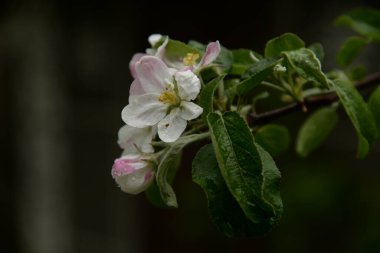 Bahar çiçekli elma ağacı