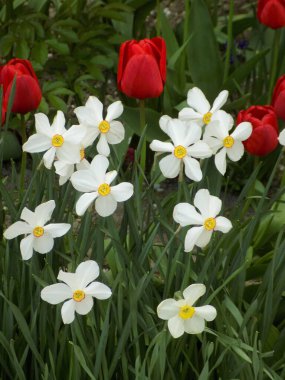  Narcissus, Narcissus, Marcis ve laleler