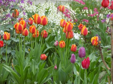 Kırmızı laleler (Tulipa) - zambak familyasının daimi bitki cinsi.