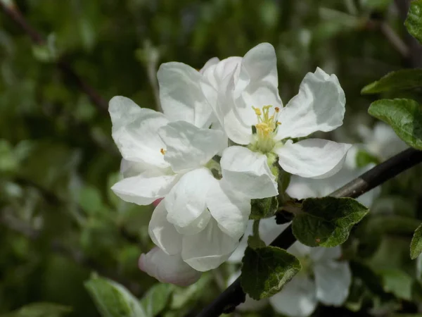Pommier Fleurs Printanières — Photo