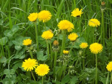   Sıradan karahindiba (Latin Lentodon)         