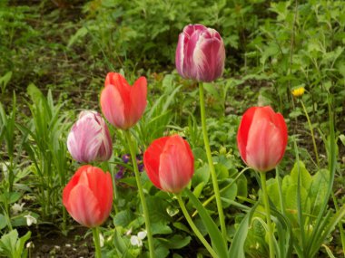 Kırmızı laleler (Tulipa) - zambak familyasının daimi bitki cinsi.
