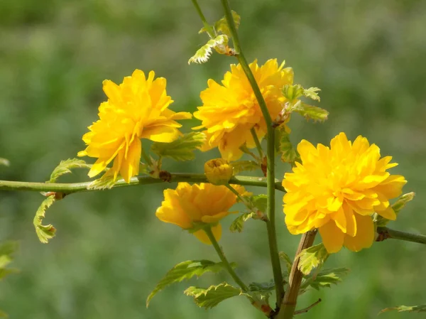Bahar çalısı sarı çiçek