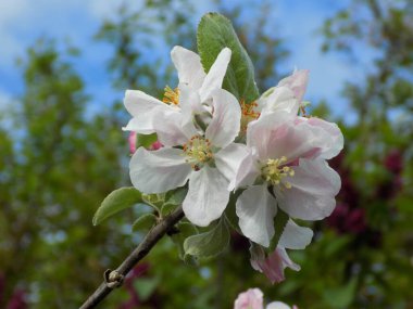  Bahar çiçekli elma ağacı        