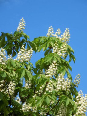 Chestnut (Castanea Tourn), kayın familyasından bir bitki cinsidir.