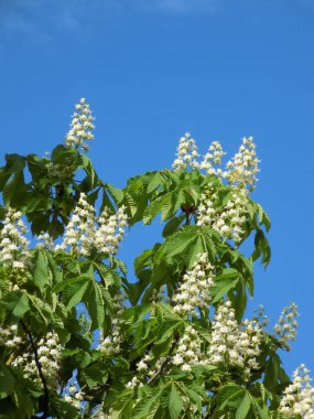 Chestnut (Castanea Tourn), kayın familyasından bir bitki cinsidir.