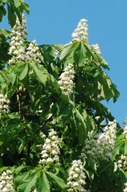 Chestnut (Castanea Tourn), kayın familyasından bir bitki cinsidir.