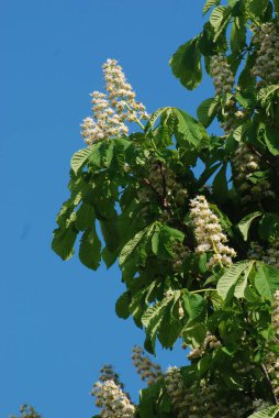 Chestnut (Castanea Tourn), kayın familyasından bir bitki cinsidir.