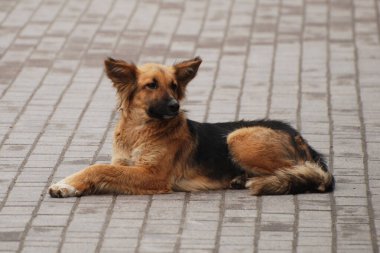 Köpek ya da evcil köpek (Canis lupus familiaris))