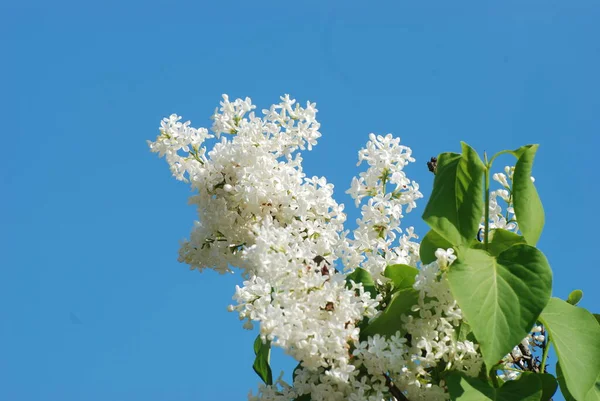 Сирень Syringa Род Цветущих Растений Оливковой Семье — стоковое фото