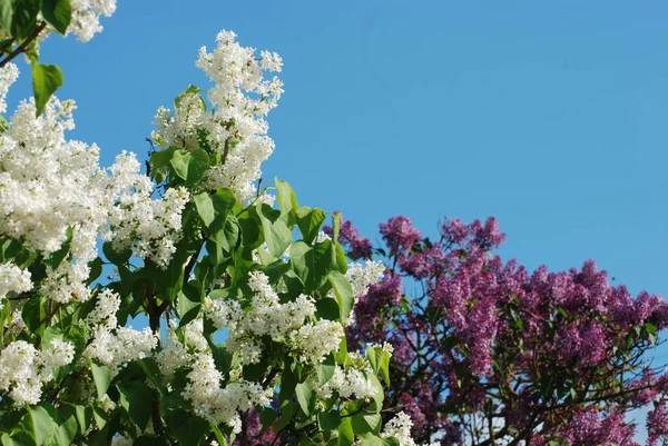 Lilac Syringa Género Plantas Con Flores Perteneciente Familia Las Aceitunas — Foto de Stock