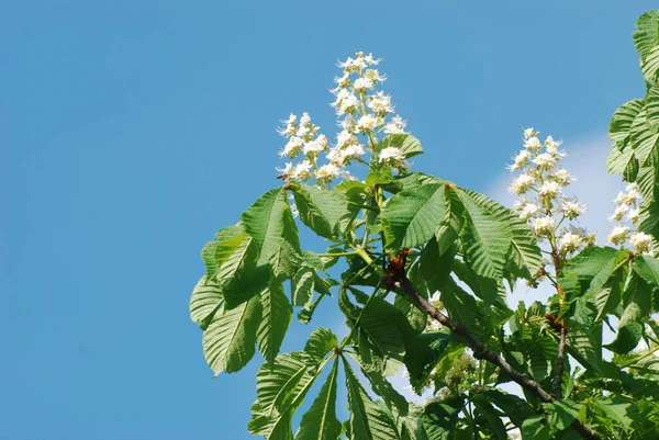カスタネア ツアー はブナ科植物の属です — ストック写真
