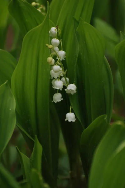 Lys Vallée Lis Vallée Convallaria Majalis — Photo