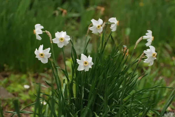 Narcissus Narcissus Marcis Narcissus — Stok fotoğraf