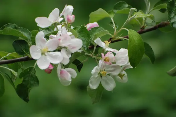 Весенняя Цветущая Яблоня — стоковое фото