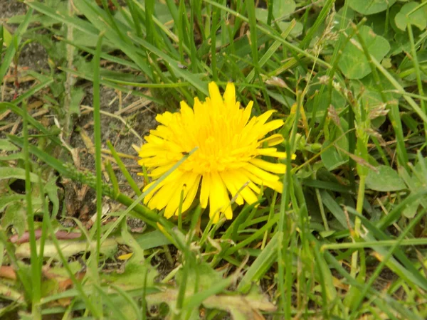 Paardebloem Latijns Lentodon — Stockfoto