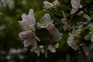  Bahar çiçekli elma ağacı        
