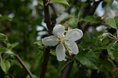  Bahar çiçekli elma ağacı        