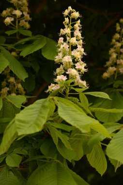 Chestnut (Castanea Tourn), kayın familyasından bir bitki cinsidir.