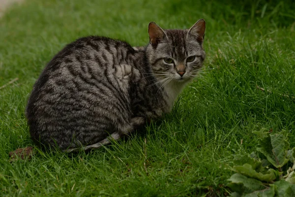 Gatto Domestico Gatto Domestico Felis Silvestris Catus — Foto Stock