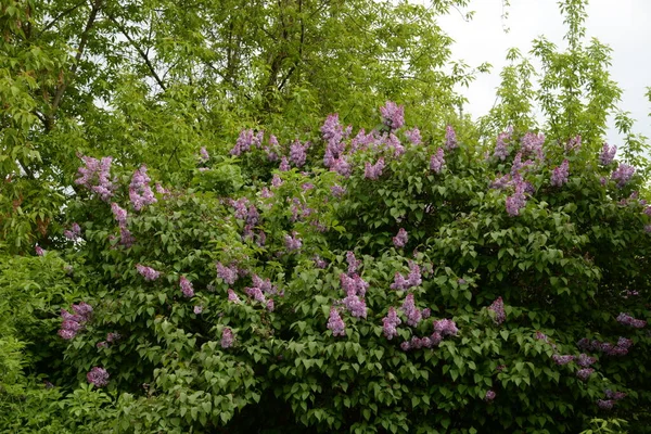 Lilac Syringa Een Geslacht Uit Olijffamilie Poaceae — Stockfoto