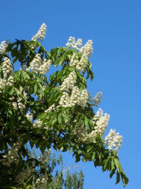 Chestnut (Castanea Tourn), kayın familyasından bir bitki cinsidir.          