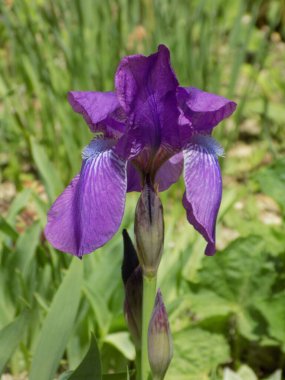  Iris, ya da Kasatik, ya da Horoz (lat. ris)