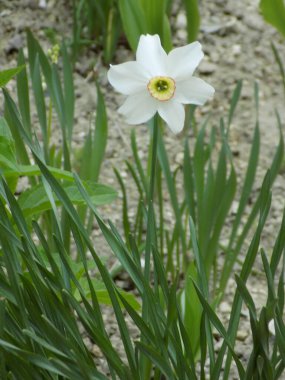  Narcissus, narcissus, marcis (Narcissus)          
