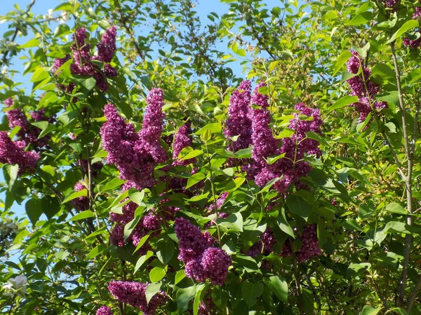 Lilac Injekční Stříkačka Rod Kvetoucích Rostlin Čeledi Oliv — Stock fotografie