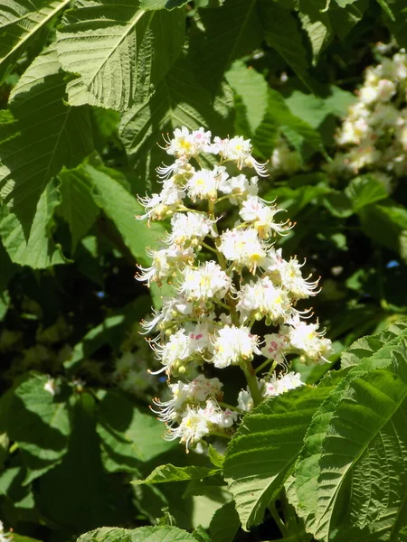 Kastanje Castanea Tourn Een Geslacht Uit Familie Beuken Poaceae — Stockfoto