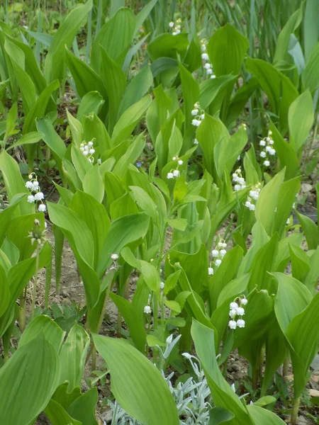 Лілія Долини Convallaria Majalis — стокове фото