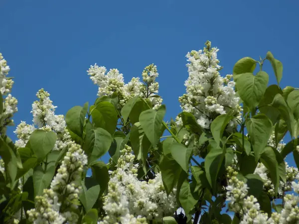 Lilac Género Botânico Pertencente Família Azeitonas — Fotografia de Stock