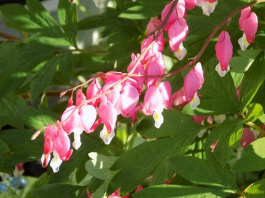 Dicentra (Latince Dicntra), veya kırık bir kalp