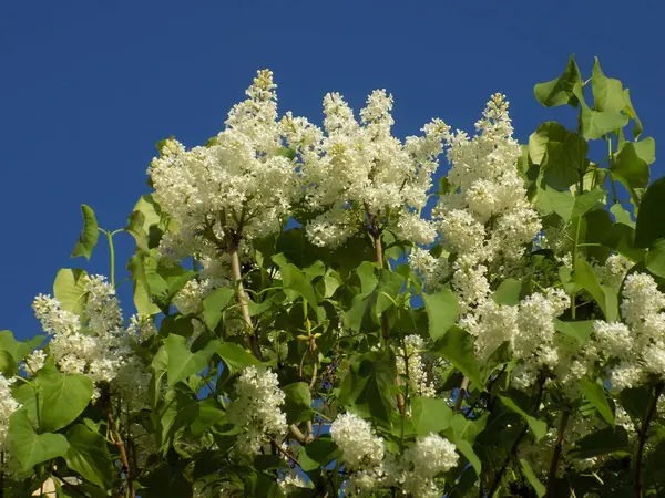 Lilac Syringa Ett Släkte Blommande Växter Olivfamiljen — Stockfoto