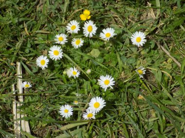 Papatya çayı (Matricaria L. ; diğer isimler: Romaine, gelincik, gelin, roman; nadiren, allık)
