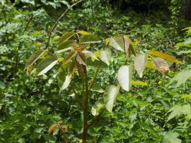 Ceviz, o da ceviz (Juglans regia L.)