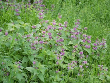 Sağır ısırgan otu, capercaillie (Lamium)