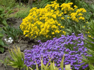 Yosun ya da gerçek yosunlar veya bryophytler (lat.bryophyta)