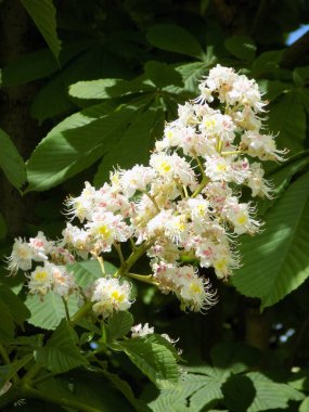 Chestnut (Castanea Tourn), kayın familyasından bir bitki cinsidir.