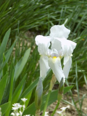  Iris, ya da Kasatik, ya da Horoz (lat. ris)