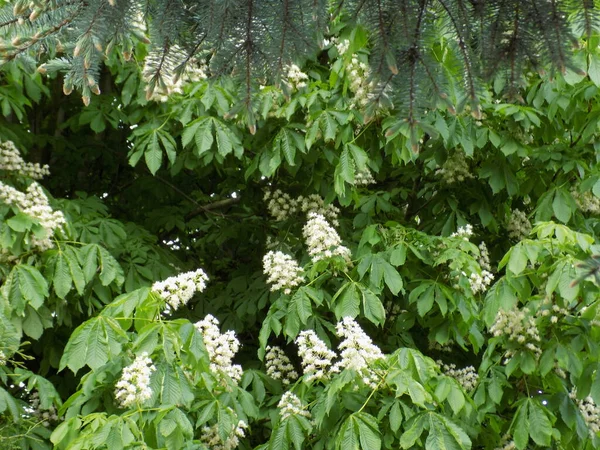 Kastanje Castanea Tourn Een Geslacht Uit Familie Beuken Poaceae — Stockfoto