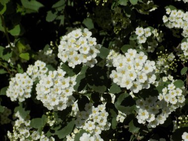 Spirea (Latince: Spirea), Pembe ailede yetişen bir çalı türü.